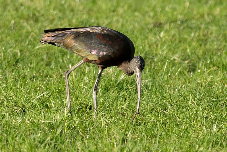 Zwarte Ibis